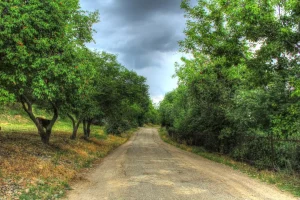 Toshkent viloyatida daraxtlarni ko'chirishga sud qarori